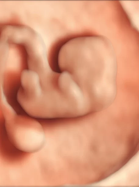 embryo-image